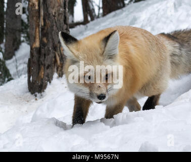 Ein Berg fox Stengel durch knöchelhohe Schnee Stockfoto