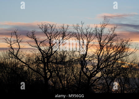 Ein Blick auf die Bäume in Silhouette bei Sonnenuntergang über dem See Lake, Billericay, Essex, UK Credit: Ben Rektor/Alamy Stock Foto Stockfoto