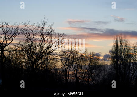 Ein Blick auf die Bäume in Silhouette bei Sonnenuntergang über dem See Lake, Billericay, Essex, UK Credit: Ben Rektor/Alamy Stock Foto Stockfoto