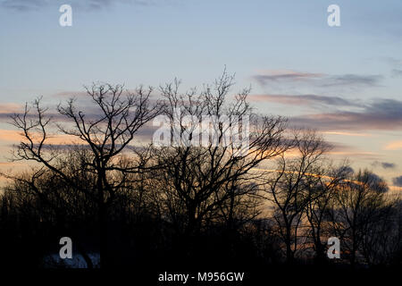 Ein Blick auf die Bäume in Silhouette bei Sonnenuntergang über dem See Lake, Billericay, Essex, UK Credit: Ben Rektor/Alamy Stock Foto Stockfoto