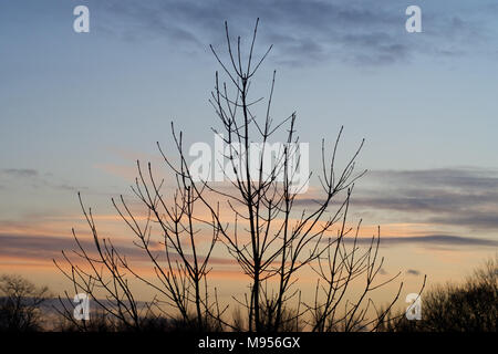 Ein Blick auf die Bäume in Silhouette bei Sonnenuntergang über dem See Lake, Billericay, Essex, UK Credit: Ben Rektor/Alamy Stock Foto Stockfoto