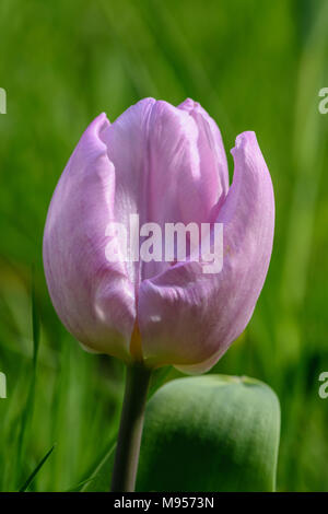 Single blass rosa tulipa Blumen gegen grüner Hintergrund Stockfoto