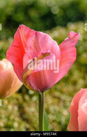 Rosa galeata Tulipa in Garten Stockfoto