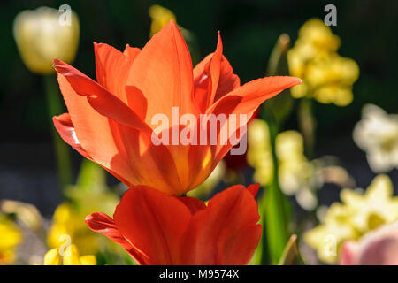 Orange Lilie-blühenden Tulipa in bunte Tulpen Grenze von Sun mit Hintergrundbeleuchtung Stockfoto