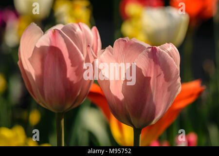 Pale Pink Dawin hybrid Tulpen unter mised tulip Grenze Stockfoto