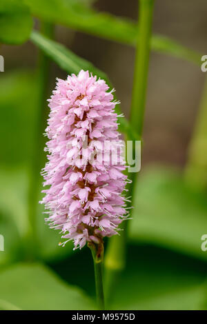 In der Nähe des Persicaria bistorta uperba', einzelne Blume Spike in Blume Grenze Stockfoto