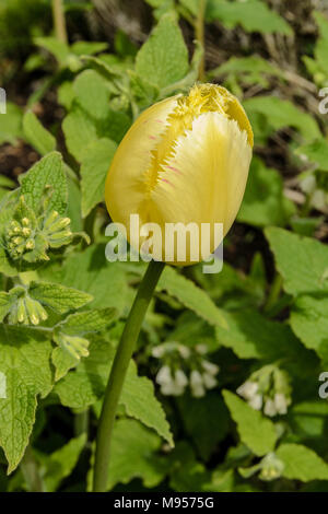 Eine einzelne, hellgelbe gefranste Tulpe in den Garten Stockfoto