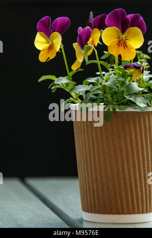 Viola Blumen wachsen in einem recycelten Kaffeetasse auf Cafe Tabelle Stockfoto