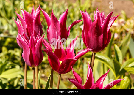 Tulipa 'Leuchte' eine Gruppe von Purple lily-blühenden Tulpen im Frühling Garten Stockfoto