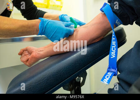 Phlebotomist NHS uk, Entnahme einer Blutprobe aus einem Patientenarm mit Tourniquet Stockfoto