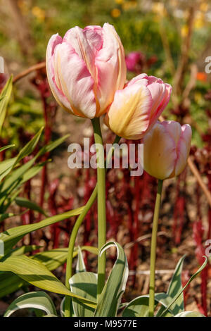 Tulipa 'Neues Design' eine blass rosa Tulpe mit dunkler rosa Rändern und Aprikose Tönungen Stockfoto