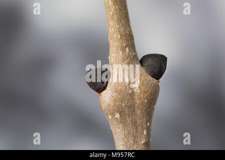 Esche, Gemeine Esche, Gewöhnliche Esche, Knospe, Knospen, Fraxinus excelsior, Gemeinsame, Europäische Esche Esche, Bud, Knospen, Le Frêne commun, Frêne élevé Stockfoto