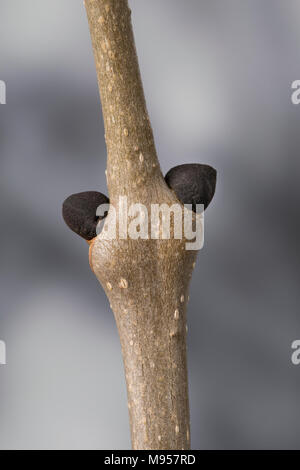 Esche, Gemeine Esche, Gewöhnliche Esche, Knospe, Knospen, Fraxinus excelsior, Gemeinsame, Europäische Esche Esche, Bud, Knospen, Le Frêne commun, Frêne élevé Stockfoto