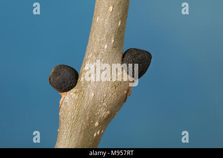 Esche, Gemeine Esche, Gewöhnliche Esche, Knospe, Knospen, Fraxinus excelsior, Gemeinsame, Europäische Esche Esche, Bud, Knospen, Le Frêne commun, Frêne élevé Stockfoto