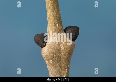 Esche, Gemeine Esche, Gewöhnliche Esche, Knospe, Knospen, Fraxinus excelsior, Gemeinsame, Europäische Esche Esche, Bud, Knospen, Le Frêne commun, Frêne élevé Stockfoto