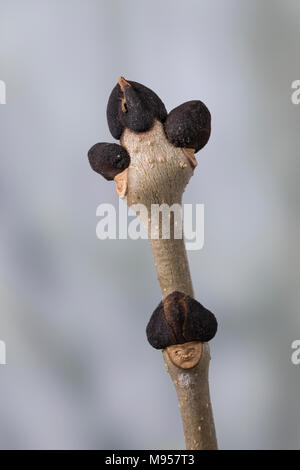 Esche, Gemeine Esche, Gewöhnliche Esche, Knospe, Knospen, Fraxinus excelsior, Gemeinsame, Europäische Esche Esche, Bud, Knospen, Le Frêne commun, Frêne élevé Stockfoto