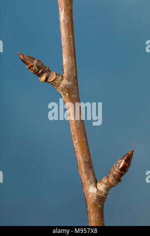 Zitterpappel, Pappel, Zitter-Pappel, Espe, Aspe, Knospe, Knospen, Populus tremula, Aspen, Europäischen Aspen, beben Aspen, Bud, Knospen, Le Peuplier trembl Stockfoto