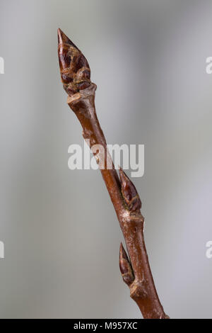 Zitterpappel, Pappel, Zitter-Pappel, Espe, Aspe, Knospe, Knospen, Populus tremula, Aspen, Europäischen Aspen, beben Aspen, Bud, Knospen, Le Peuplier trembl Stockfoto