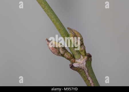 Kornelkirsche, Kornel-Kirsche, Kornellkirsche, Kornell-Kirsche, Kornell, Kornel, Knospe, Knospen, Cornus Mas, Carneol Kirsche, Europäischen Cornel, Corne Stockfoto