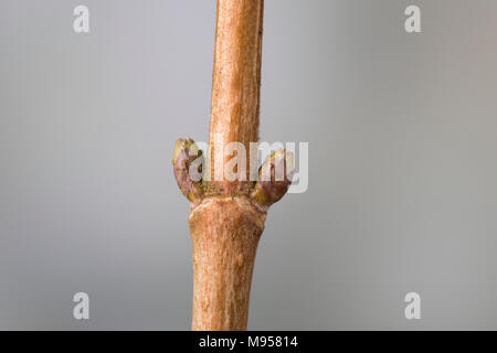 Feld-Ahorn, Feldahorn, Knospe, Knospen, Ahorn, Acer campestre, Feld Ahorn, Hedge Ahorn, Fehler, Bugs, Erable champêtre Stockfoto