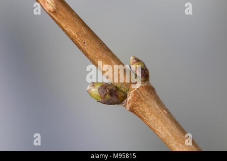 Feld-Ahorn, Feldahorn, Knospe, Knospen, Ahorn, Acer campestre, Feld Ahorn, Hedge Ahorn, Fehler, Bugs, Erable champêtre Stockfoto