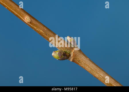 Feld-Ahorn, Feldahorn, Knospe, Knospen, Ahorn, Acer campestre, Feld Ahorn, Hedge Ahorn, Fehler, Bugs, Erable champêtre Stockfoto