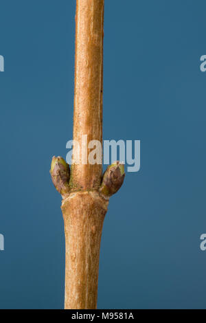 Feld-Ahorn, Feldahorn, Knospe, Knospen, Ahorn, Acer campestre, Feld Ahorn, Hedge Ahorn, Fehler, Bugs, Erable champêtre Stockfoto