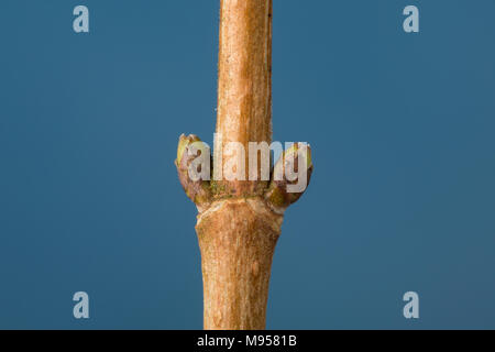 Feld-Ahorn, Feldahorn, Knospe, Knospen, Ahorn, Acer campestre, Feld Ahorn, Hedge Ahorn, Fehler, Bugs, Erable champêtre Stockfoto