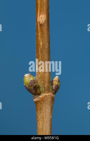 Feld-Ahorn, Feldahorn, Knospe, Knospen, Ahorn, Acer campestre, Feld Ahorn, Hedge Ahorn, Fehler, Bugs, Erable champêtre Stockfoto