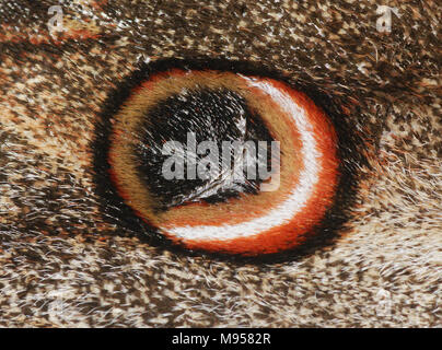 Ocellus Detail im Flügel der größte Schmetterling Europas, 16 cm Flügelspannweite, Saturnia pyri, Bild in Spanien geführt. Stockfoto