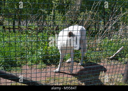 "Fünf Schwestern Zoo ''Midlothian ''Scotland'' Zoo ''Tiere'' Wildlife' Stockfoto