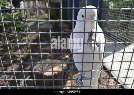 "Fünf Schwestern Zoo ''Midlothian ''Scotland'' Zoo ''Tiere'' Wildlife' Stockfoto