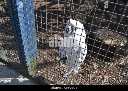 "Fünf Schwestern Zoo ''Midlothian ''Scotland'' Zoo ''Tiere'' Wildlife' Stockfoto