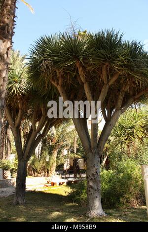 Dracaena Dracos im Garten im Frühling Stockfoto