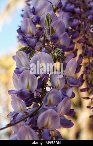 Wisteria sinensis Lila Blume im Garten im Frühjahr Stockfoto