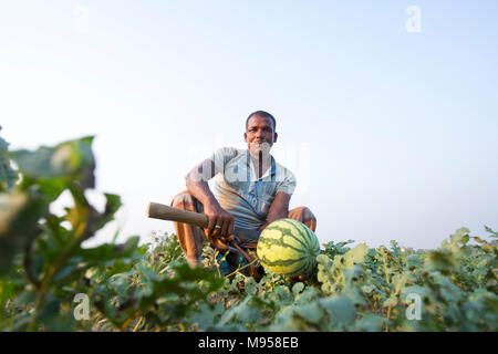 Wassermelonen Anlage Farm und Bewirtschaften an sylhet, Bangladesh. Stockfoto