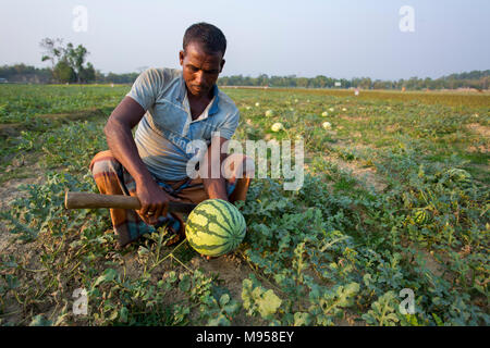 Wassermelonen Anlage Farm und Bewirtschaften an sylhet, Bangladesh. Stockfoto