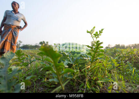 Wassermelonen Anlage Farm und Bewirtschaften an sylhet, Bangladesh. Stockfoto