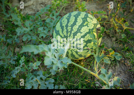 Wassermelonen Anlage Farm und Bewirtschaften an sylhet, Bangladesh. Stockfoto