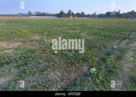 Wassermelonen Anlage Farm und Bewirtschaften an sylhet, Bangladesh. Stockfoto