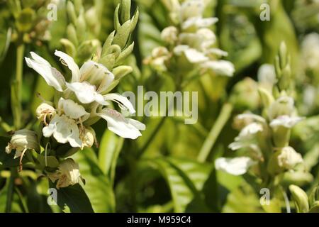 Schöne weiße "Justicia Adhatoda Blumen im Garten im Frühling Stockfoto