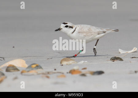 Gebändert und verschneiten plover auf Seashore Schlagwörter Stockfoto