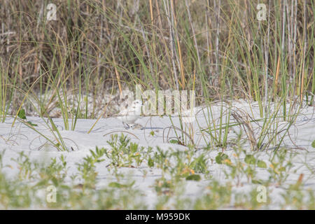 Mutter snowy Regenpfeifer mit Küken Stockfoto