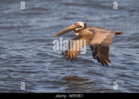 Erwachsene männliche Braunpelikan im Flug Stockfoto