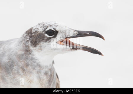 Nahaufnahme von einer unreifen gull Lachen mit Mund offen Stockfoto