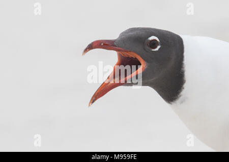 Nahaufnahme eines Erwachsenen gull Lachen mit Mund offen Stockfoto