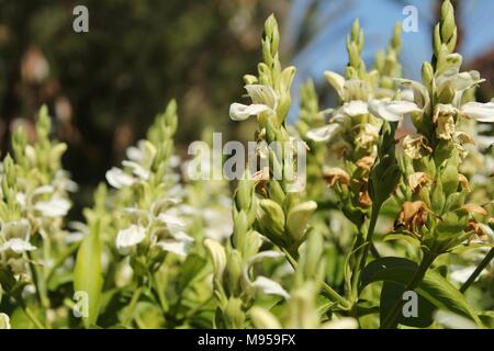 Schöne weiße "Justicia Adhatoda Blumen im Garten im Frühling Stockfoto