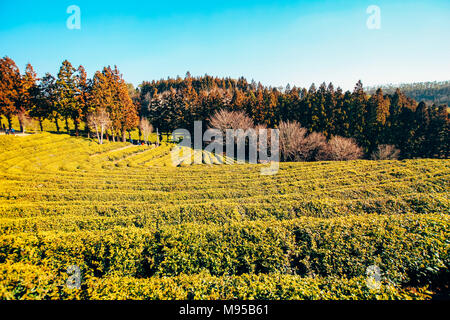 Boseong Grüntee Feld in Korea Stockfoto