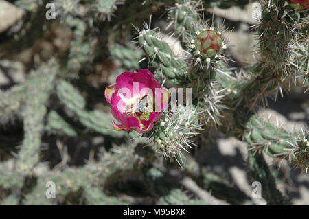 Rosa Blumen sind charakteristisch für die Dahlie hedgehog Cactus. der Kaktus wächst wild in der Wüste des Südwestens der Vereinigten Staaten. Stockfoto