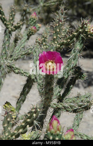 Rosa Blumen sind charakteristisch für die Dahlie hedgehog Cactus. der Kaktus wächst wild in der Wüste des Südwestens der Vereinigten Staaten. Stockfoto